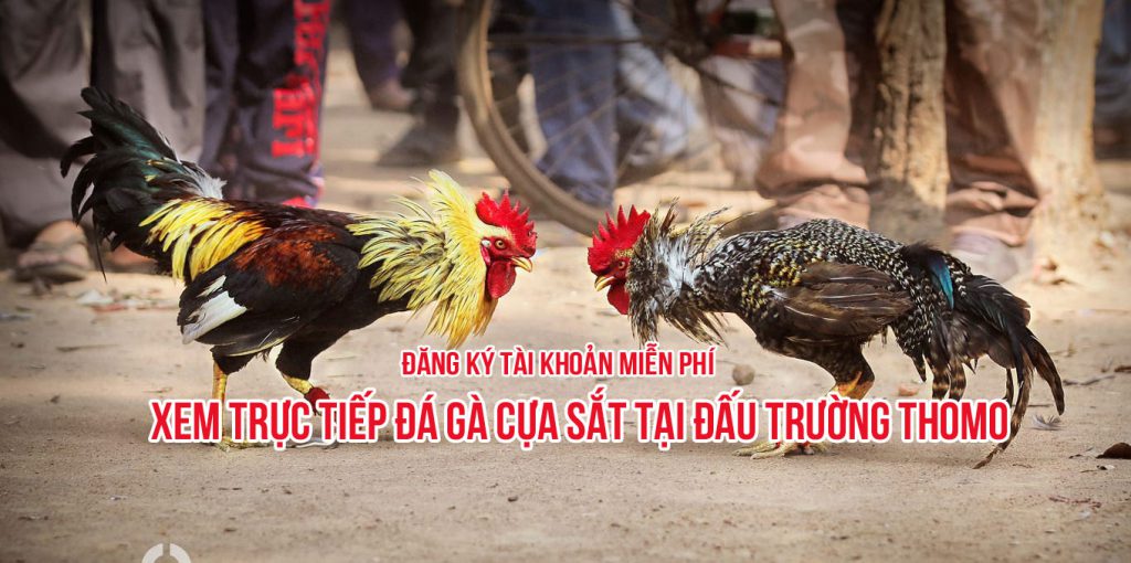 Đá gà sv388 - đại lý chính thức và duy nhất tại Việt Nam